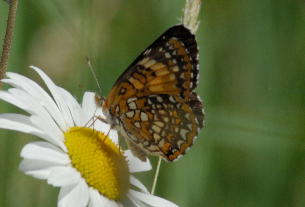 085 Checkerspot, Harris', 2008-06214337 Princeton, MA.JPG - Harris' Checkerspot (Chlosyne nycteis). Jane Caswell's Farm, Princeton, MA, 6-21-2008